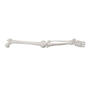 Life-Size Lower limb skeleton Model